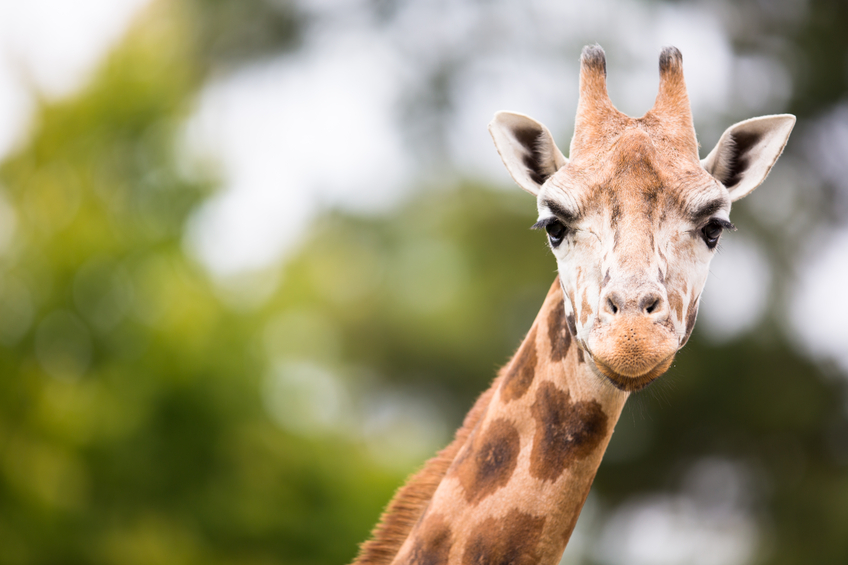 Porträtfoto Giraffe