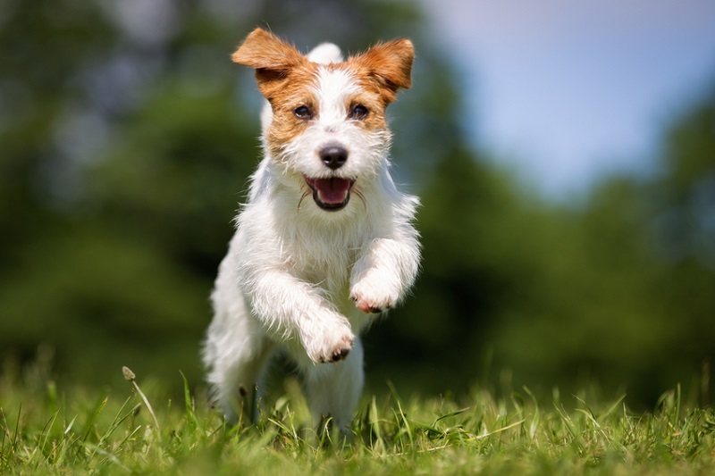 Hund spielt im Gras