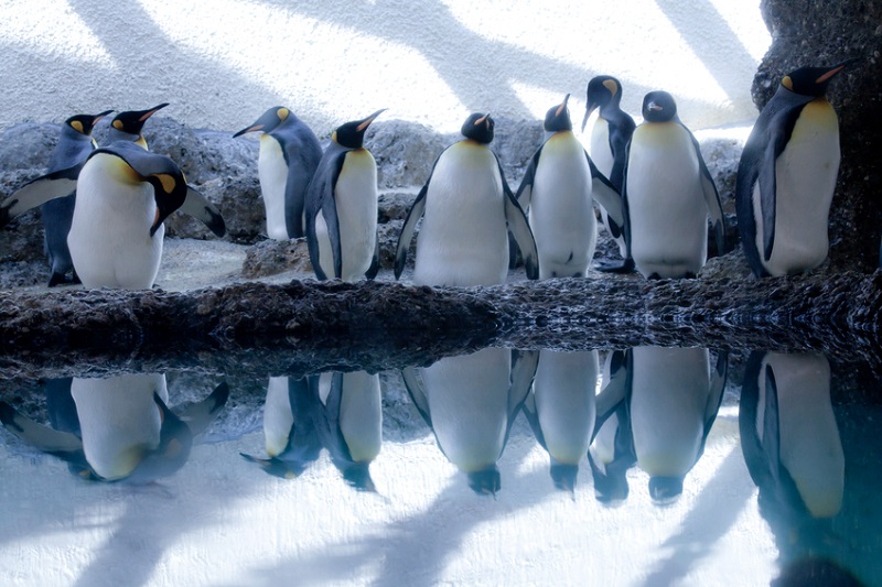 Gruppe Pinguine spiegelt sich im Wasser